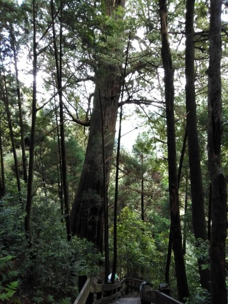 新竹檜山巨木群步道982180