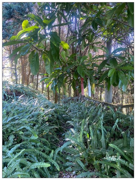 雨後頭縱走 (日月潭)2694402