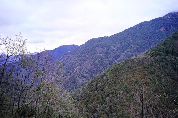 【輕忽】【大安溪神木】2695036