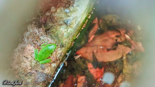 貓囒山的莫氏樹蛙293008