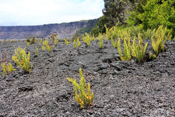 夏威夷火山國家公園613283