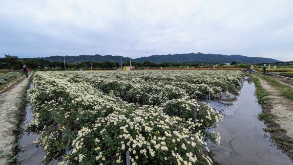 銅鑼杭菊,功維敘,玫瑰森林2349225