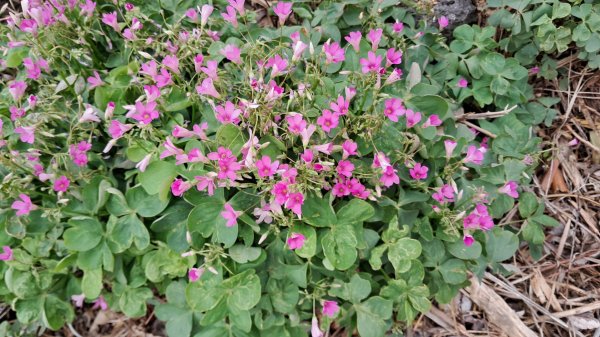 偶來小路走走2942604