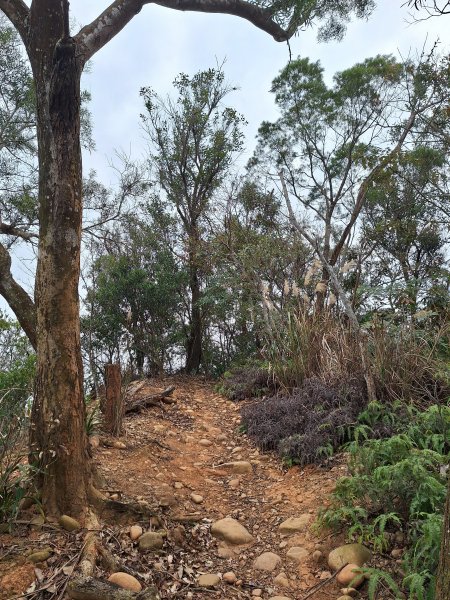 飛龍步道(崇聖亭起登)202401222696343