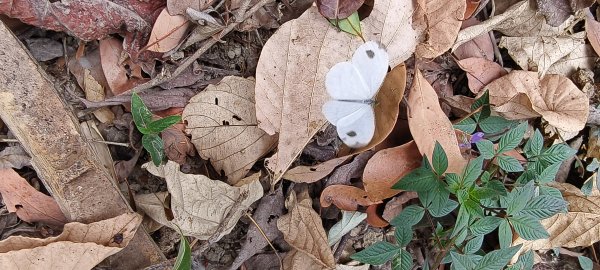 2026/02/27-荷苞山登山步道3010028