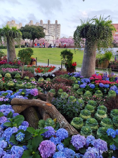 【新春賞櫻樂】平菁街42巷、宜蘭頭城火車站、二二八和平公園、東湖樂活公園3007724