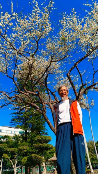 雙溪公園賞花&原住民公園落羽松&故宮1/142689957