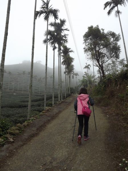 20180130梨子腳山步道266304