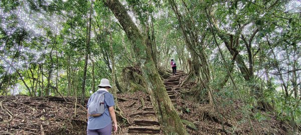馬那邦山(上湖登山口)-2026/04/183040593