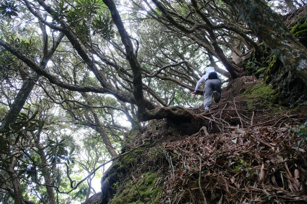 【高島縱走】走進六星級柳杉森林，一日高台山與島田三山3112911