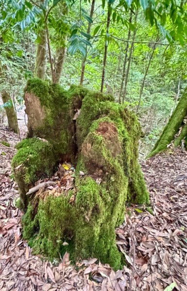 觀霧瀑布 賞鳥步道2926786