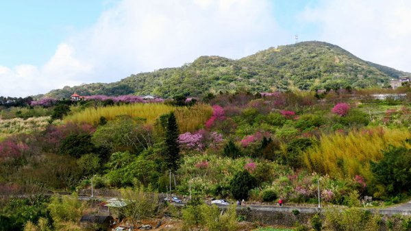 平菁街櫻花2697256