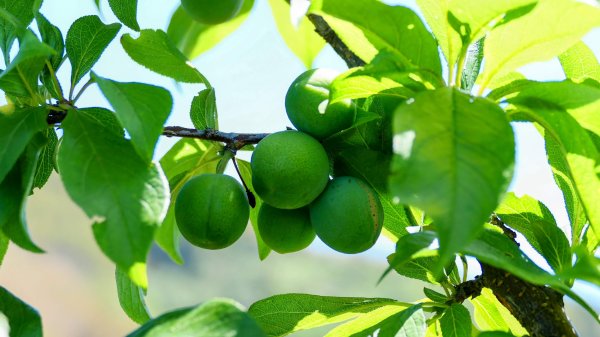 二延平步道。貿易戰2764958