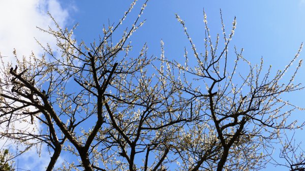 平菁街櫻花2697238