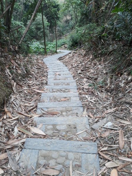 雲林林內龍過脈森林步道20190323550603