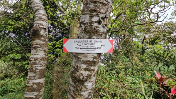 圓通寺烘爐地登山步道大O走3006994