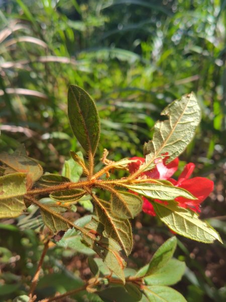 唐麻丹山 蝴蝶谷2918834