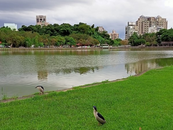 碧湖公園環湖步道1724390