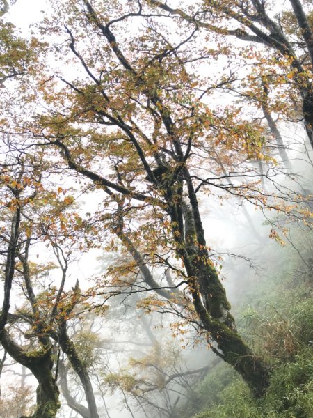 台灣山毛櫸步道。ㄧ期一會的燦爛美好1495165