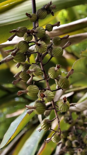 【台灣健行】台中大坑 5-1、5 頭嵙山2879629