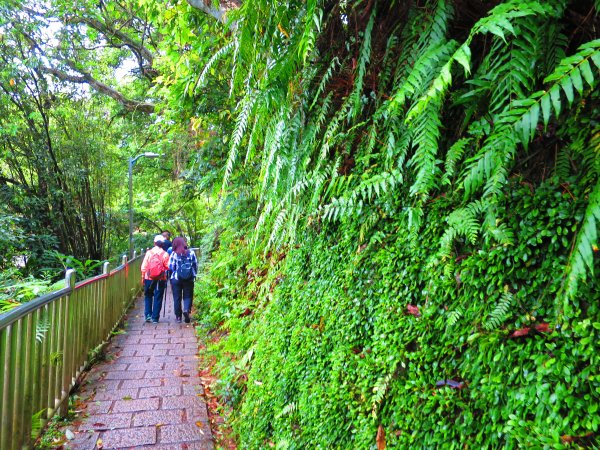 搭著捷運去旅行：內湖白鷺鷥山步道570155