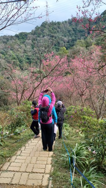 Cherry Blossom Season2013601