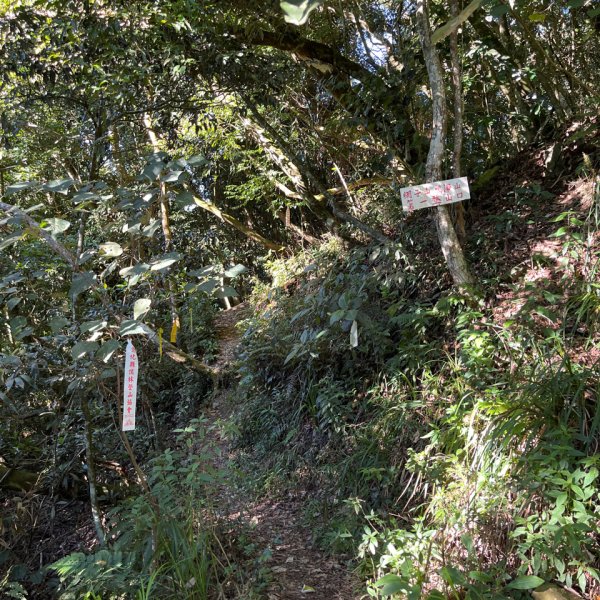 20251116_鳴海山（高雄小百岳）2941547