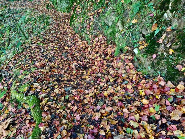 20241221 霞喀羅二天一夜露營賞楓2711943