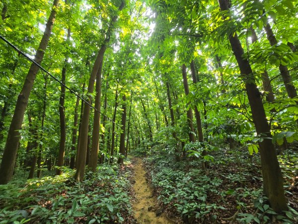 2025-04-21 茶頂山桃花心木步道2767821