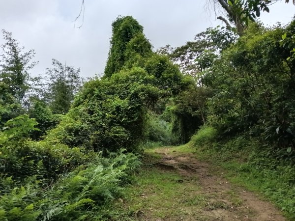基隆市總督府(嶺)步(古)道-五坑山-五坑湖3038923