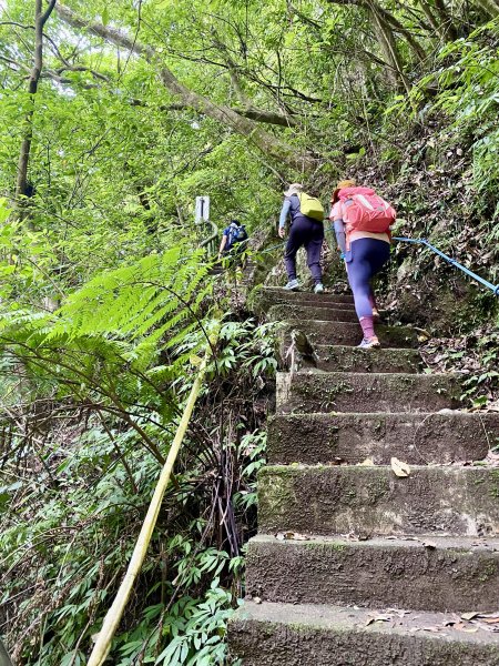 《陽明山的山林片刻｜沿著青春嶺路走向山野的綠意》2939234