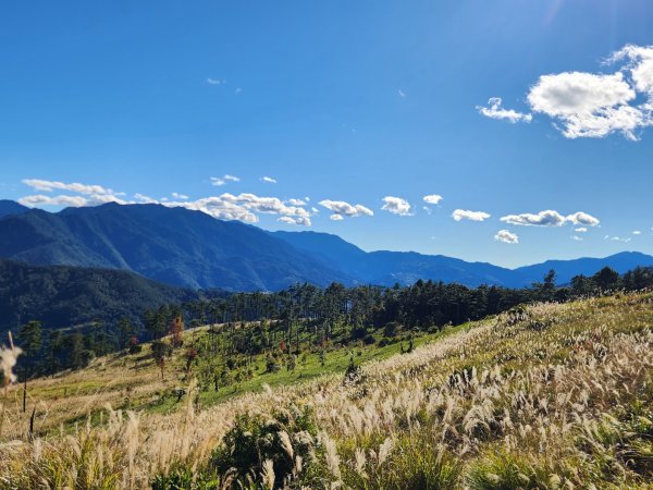 【中級山縱走】羅馬縱走，走進神木的夢幻童話森林世界2943251