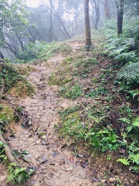 汐止大尖山-一坑古道（汐平通嶺步道）534371