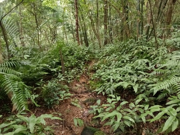 基隆市三層山+湳子大崙+淡基橫斷古道+面桶寮土地公2982272