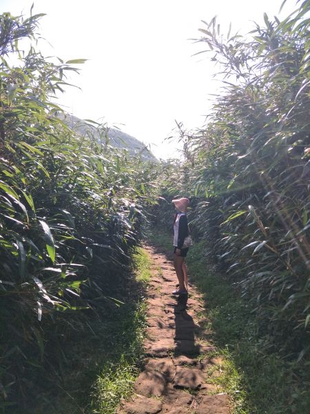 七星山主峰登山步道387868