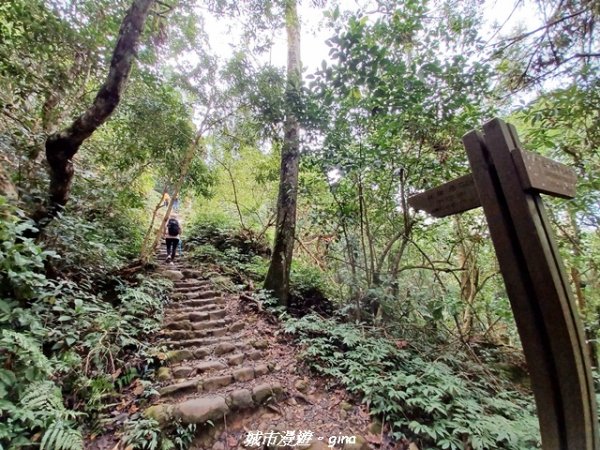 【新竹竹東】五指山登山步道3004808