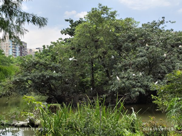 大安森林公園【走路趣尋寶】【臺北健走趣】2536150