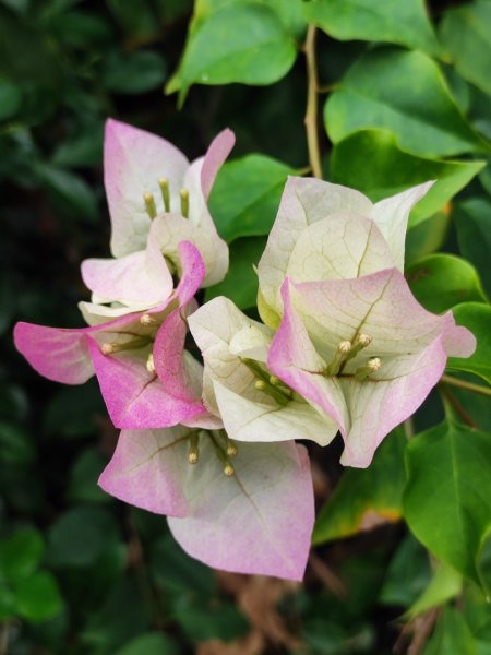 九讚頭車站-大崎棟.茶亭.逃學.騎龍古道20幾K繞大O2972541