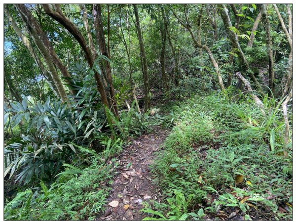 大克山 南稜線A上B下 (卓蘭最高峰)2825488