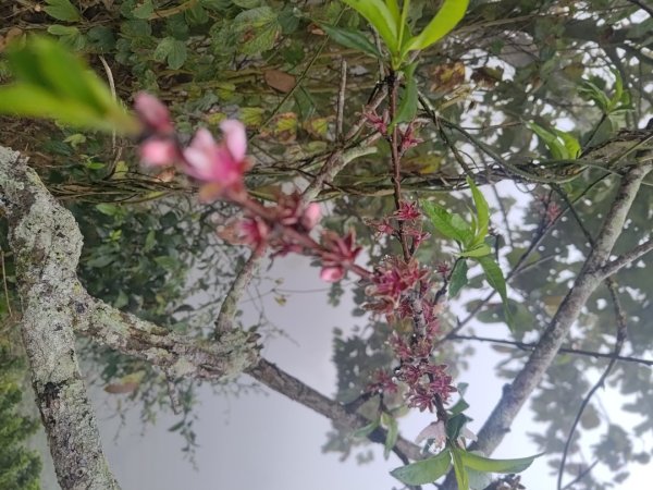 梅山鄉撿山頭2449454