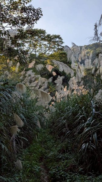 大橫屏山步道2977358