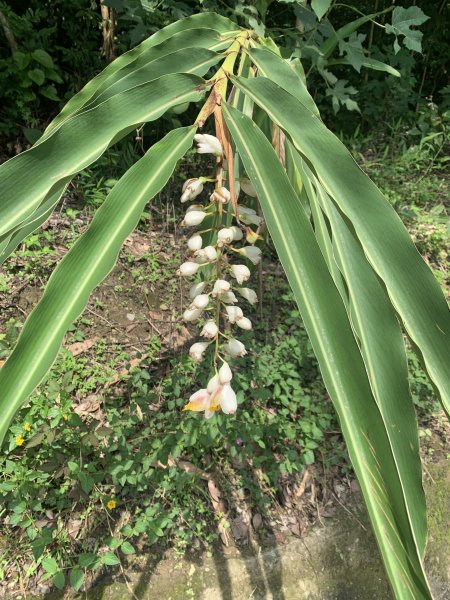 20240608高雄北旗尾南山-北旗尾山-旗尾山2523600