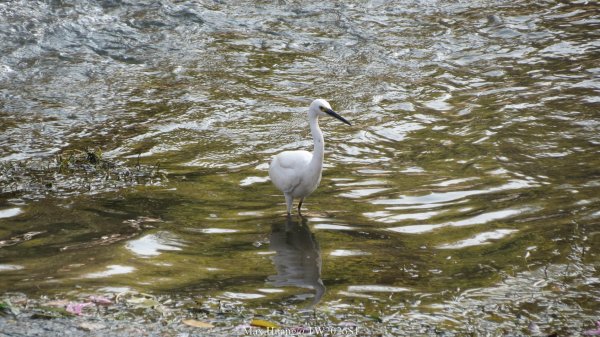 《台中》粉紅浪漫｜潮洋環保公園河岸步道202602-033022465