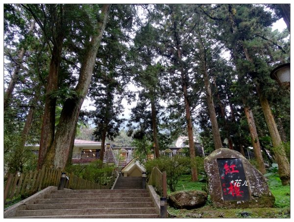 溪頭/山芙蓉之旅712625