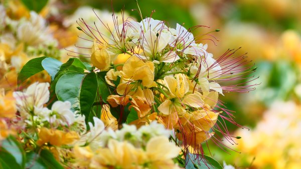 加羅林魚木,松菸文創園區3038153