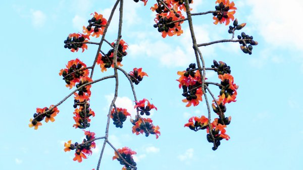 《臨江仙。木棉春色》2735241