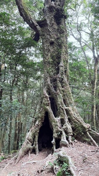 2021 新竹尖石_高台山連走島田山(高島P型縱走)1562723