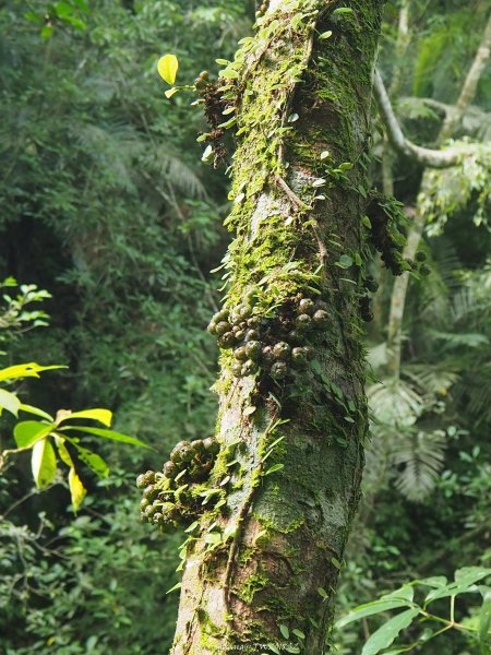 《宜蘭》小太魯閣｜礁溪林美石磐步道201805172889140