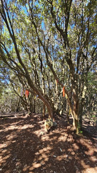 【細說大雪山木馬古道】橫嶺山、沙蓮山、笛吹山O繞2921103