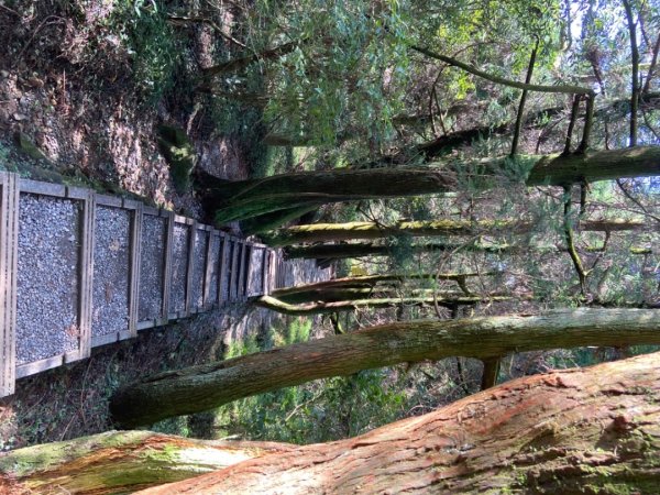 陽明山：冷擎步道2441853